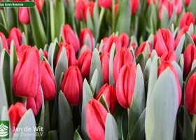 Tulipa Gran Reserva (2)